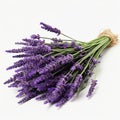 Vibrant Lavender Flowers On White Background