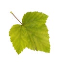 Photo leaf of blackcurrant ablaze with light Royalty Free Stock Photo