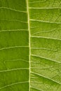 Leaf closeup texture - leaf macro texture