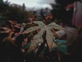 a photo of a leaf with a dark brown lightroom preset