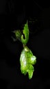 photo of leaf shoots on a black background