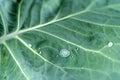 Photo of leaf in soft focus with rain drops Royalty Free Stock Photo