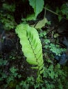 Photo of the leaves of Adiantum Capillus-veneris or Paku Suplir