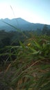 photo leaves, behind there are mountains