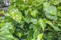 Photo of the leaves of the Epipremnum aureum plant. Royalty Free Stock Photo