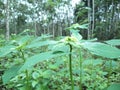 Photo of leaves exposed to rain in a rubber plantation