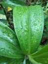Photo of leaves exposed to rain in a rubber plantation