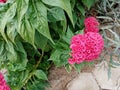 Photo leaves and flower red on background nature