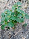 Photo leaves green on background nature