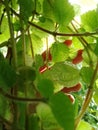 This is a photo of the leaves in the morning when the sun shines through the cracks, it looks very beautiful and amazing