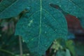 Photo of leaves after rain which is photographed at close range with lots of water droplets Royalty Free Stock Photo