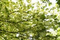 Leaves Drummond Norway maple Acer platanoides Drummondii in the rays of bright sunshine Royalty Free Stock Photo