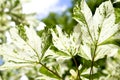 Leaves Drummond Norway maple Acer platanoides Drummondii in the rays of bright sunshine Royalty Free Stock Photo