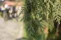 Photo of the leaves of the tree, which is the Thuja standishii in Latin. Close up