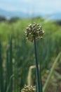 Photo of leek flower plant. Its latin name is Allium porrum. Royalty Free Stock Photo