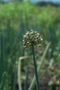 Photo of leek flower plant. Its latin name is Allium porrum. Royalty Free Stock Photo