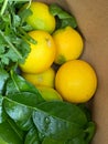 Photo of Lemon Coriander Cilantro Bok Choy  Kafir lime Leaves and Spinach Inside Brown Paper Bag Royalty Free Stock Photo