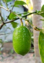 Fresh Lemon With tree. Royalty Free Stock Photo