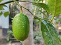 Fresh Lemon With tree. Royalty Free Stock Photo