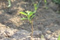 Photo of a lemon plant after successfully grafting Royalty Free Stock Photo