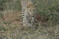 A Beautiful Leopard Panthera PardusChui in Swahili Language.