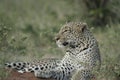 A Beautiful Leopard Panthera PardusChui in Swahili Language.