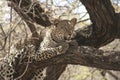 A Beautiful Leopard Panthera PardusChui in Swahili Language.