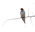 photo of a lesser striped swallow