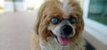 lhasa apso cataract eyes