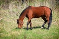 Photo of a light bay horse on green grass