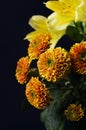 Beautiful chrysanthemum flowers Royalty Free Stock Photo