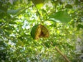 Photo of a lime that has been damaged in half due to a plant pest attackÃ¯Â¿Â¼MasukanOrang lain juga Royalty Free Stock Photo