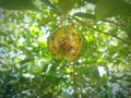 Photo of a lime that has been damaged in half due to a plant pest attackÃ¯Â¿Â¼MasukanOrang lain juga Royalty Free Stock Photo