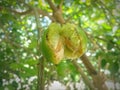 Photo of a lime that has been damaged in half due to a plant pest attackÃ¯Â¿Â¼MasukanOrang lain juga Royalty Free Stock Photo