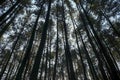 Photo of a line of pine trees in the morning sun Royalty Free Stock Photo