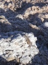 Photo of Liolaemus fabiani lizard in Atacama