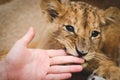 Photo of a lion cub biting a human hand Royalty Free Stock Photo