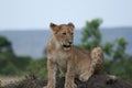 Lion cubPanthera LeoSimba in Swahili Language.
