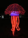 Red Jelly Fish at Night