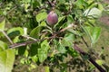 Photo little apple on the tree