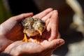 Photo of a little bird chick in a human hands