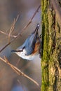 Photo of little blue orange nuthatch on the tree in winter park Royalty Free Stock Photo