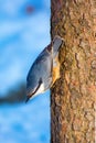 Photo of little blue orange nuthatch on the tree in winter park Royalty Free Stock Photo