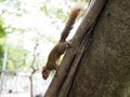 A Little Brown Squirrel Climbing on the Tree