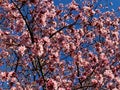 Little Cherry Blossoms and Blue Sky in March