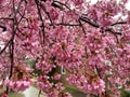 Little Cherry Blossoms in the Rain