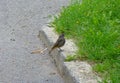 Little grey bird standing next to a kerb Royalty Free Stock Photo