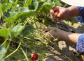 Photo of little hands of a kid holding taking a strawberry from a tree in the orchard. Holiday outdoor activities concept