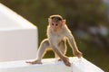 Monkey sits on the roof in funny pose Royalty Free Stock Photo