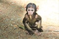 A little monkey n the Wildlife park in Daun, Germany